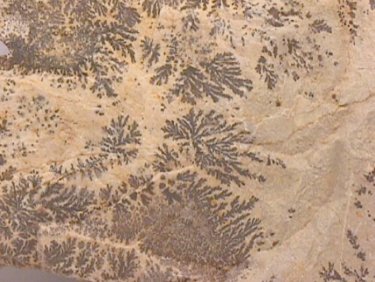 dendritis