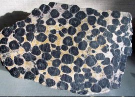 xromitis-tipou-leopardali